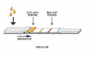 因為獨立，所以強大——優質的獨立C線質控系統DNP抗原抗體