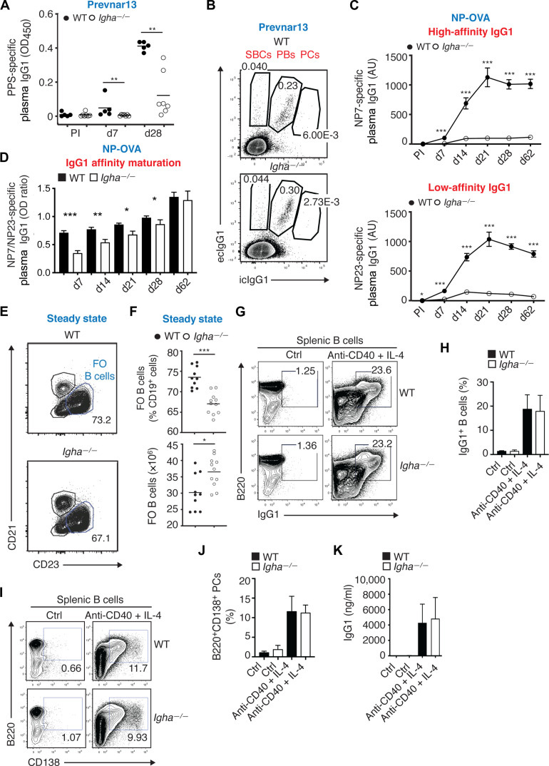 IgA增強全身性IgG對T細胞依賴性抗原(如蛋白結合肺炎球菌疫苗)的應答 IgA增強全身性IgG對T細胞依賴性抗原(如蛋白結合肺炎球菌疫苗)的應答