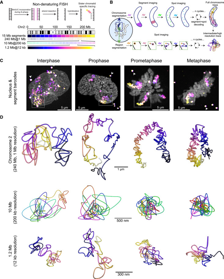 從間期到中期的多尺度DNA追蹤 從間期到中期的多尺度DNA追蹤