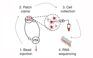 《Nature》肥胖背后的神經機制與恢復進食愉悅的關鍵分子靶點