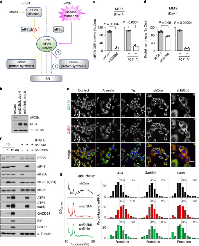 eIF2B活性降低誘導s-ISR eIF2B活性降低誘導s-ISR
