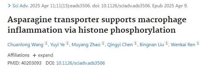 天冬酰胺轉運蛋白通過組蛋白磷酸化支持巨噬細胞炎癥