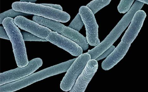 大腸桿菌細胞外呼吸：厭氧能量代謝的新發(fā)現(xiàn)及潛在意義