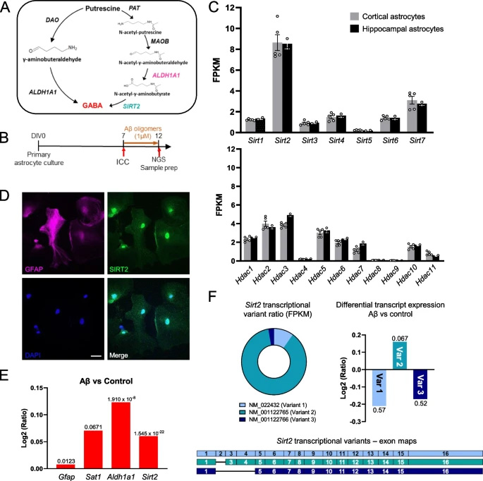 Sirt2在皮質和海馬星形膠質細胞中高度表達