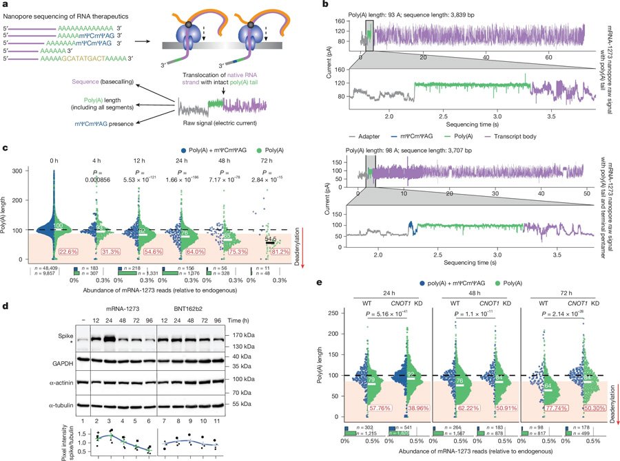 mRNA-1273的DRS揭示了模型細胞系中CCR4-NOT介導的poly(A)尾部動力學 mRNA-1273的DRS揭示了模型細胞系中CCR4-NOT介導的poly(A)尾部動力學