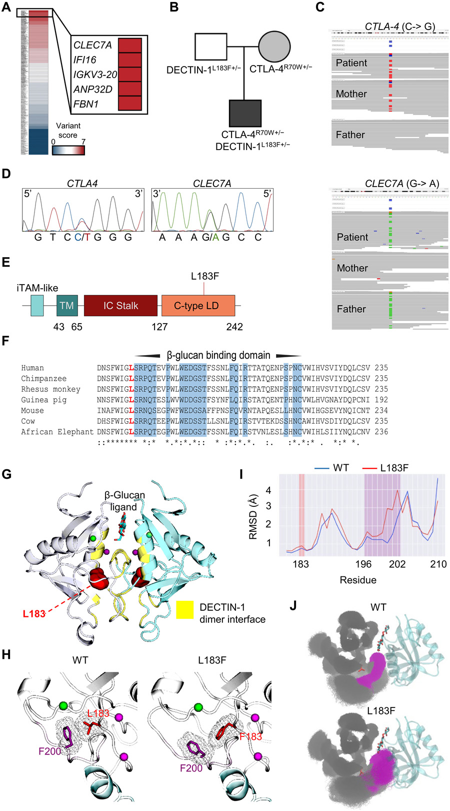 CTLA4和CLEC7A/DECTIN-1變體的鑒定