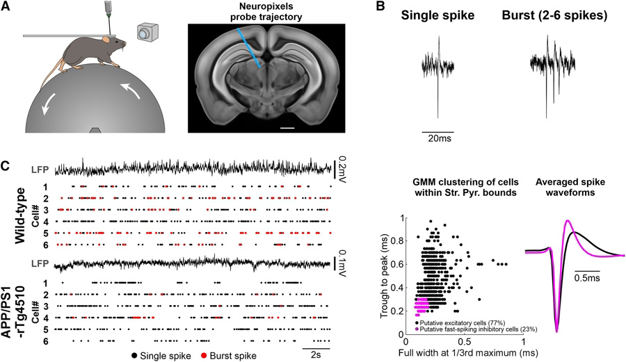 在同時表達β淀粉樣蛋白(Aβ)和tau病理的APP/PS1-rTg4510小鼠模型中存在簇狀放電受抑制現(xiàn)象 在同時表達β淀粉樣蛋白(Aβ)和tau病理的APP/PS1-rTg4510小鼠模型中存在簇狀放電受抑制現(xiàn)象