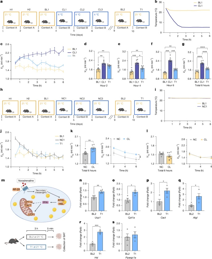情境性寒冷記憶增強代謝率及產熱基因表達 情境性寒冷記憶增強代謝率及產熱基因表達