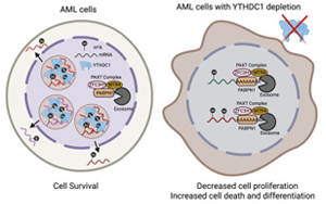 《Cell》mRNA化學修飾在細胞應激反應中起重要作用？