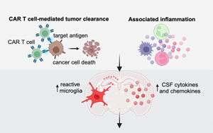 《Cell》困擾科學家的未解之謎：為什么免疫系統導致大腦認知障礙？