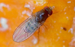 打破經典教科書：首次發現對兩性都 “作弊” 的染色體！