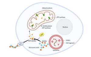 飯后血糖如何控？透明質酸酶 -1的意外角色與糖尿病新希望