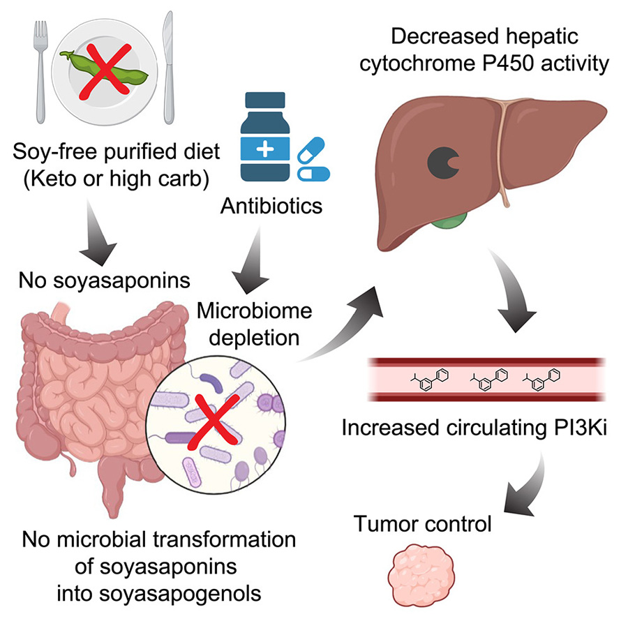 高碳水化合物、低植物化學物質飲食與PI3K抑制協(xié)同治療小鼠癌癥,通過削減腸道微生物組的抗生素同樣具有此效果 高碳水化合物、低植物化學物質飲食與PI3K抑制協(xié)同治療小鼠癌癥,通過削減腸道微生物組的抗生素同樣具有此效果