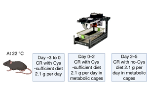 《Nature》NYU 研究揭示氨基酸限制對體重驚人影響