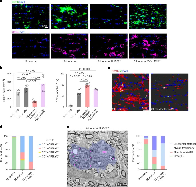  小膠質細胞對PLX5622處理或衰老視神經中CX3CR1缺失的應答