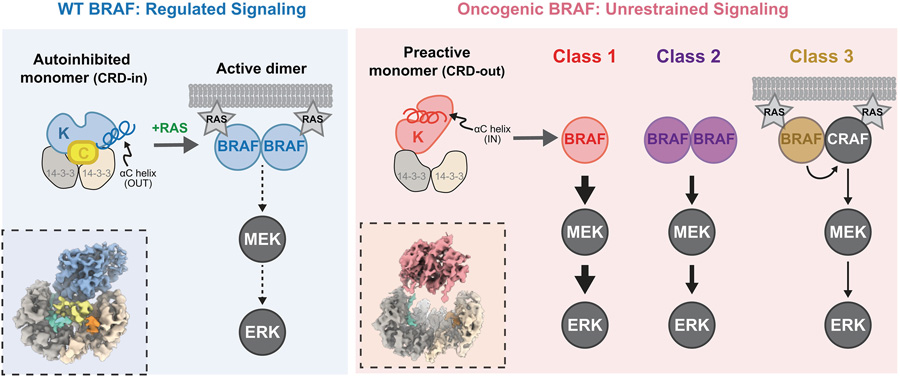  通過冷凍電鏡（Cryo-EM）對致癌性BRAF變體（紅色陰影標注）與野生型BRAF（藍色陰影標注）進行結構分析，揭示了其活性失控的分子機制