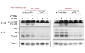 KDM4C抑制通過促進組織蛋白酶L介導的組蛋白H3剪切抑制基底型乳腺癌腫瘤生長