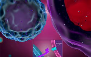 雙靶點CAR-T細胞療法可減緩膠質母細胞瘤生長