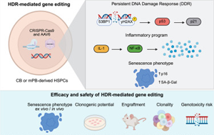 《Cell Reports Medicine》驚！基因編輯會觸發造血干細胞的炎癥、衰老樣反應