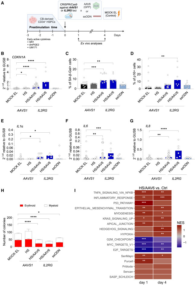  CRISPR-Cas9/AAV6介導的人類造血干細胞和祖細胞（HSPCs）基因編輯會觸發細胞衰老與炎癥反應通路激活