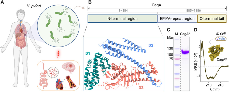  幽門螺桿菌CagA蛋白的生理學特性、結構組織特征及其重組制備方法