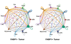 單細胞多組學揭示FABP1+ 腎細胞癌通過脂肪酸重編程激活PLG-PLAT軸驅動腫瘤血管生成