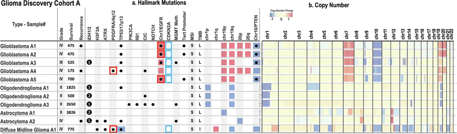 膠質瘤發(fā)現(xiàn)隊列 A 體細胞突變概覽 膠質瘤發(fā)現(xiàn)隊列 A 體細胞突變概覽