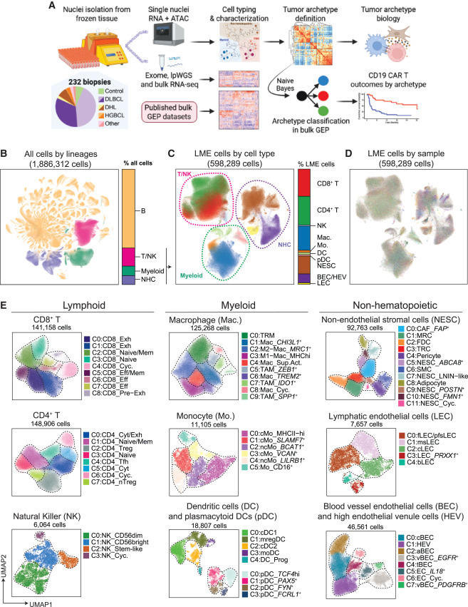 基于單細胞核多組學(xué)分析的研究設(shè)計與細胞類型概覽 基于單細胞核多組學(xué)分析的研究設(shè)計與細胞類型概覽