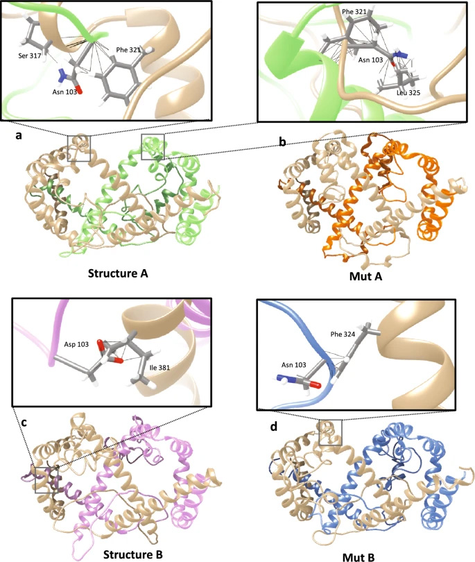 N103D突變對L-HBsAg大蛋白二聚作用的影響 N103D突變對L-HBsAg大蛋白二聚作用的影響
