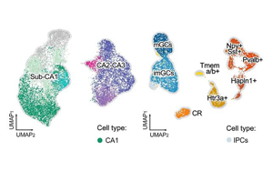 新生兒缺血性海馬早期轉錄響應揭示細胞特異性脆弱機制與神經保護新靶點