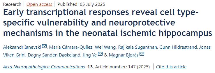 早期轉(zhuǎn)錄應(yīng)答揭示新生兒缺血性海馬中細(xì)胞類型特異性的脆弱性與神經(jīng)保護(hù)機(jī)制