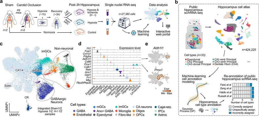 通過機(jī)器學(xué)習(xí)生成用于精確細(xì)胞類型注釋的綜合海馬圖譜 通過機(jī)器學(xué)習(xí)生成用于精確細(xì)胞類型注釋的綜合海馬圖譜
