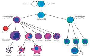 Nature Genetics：新方法揭秘癌細胞的進化過程