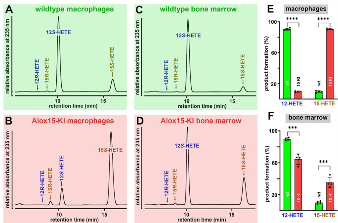 Leu353Phe突變使人源化小鼠Alox15從12-脂氧合酶轉變為15-脂氧合酶 Leu353Phe突變使人源化小鼠Alox15從12-脂氧合酶轉變為15-脂氧合酶