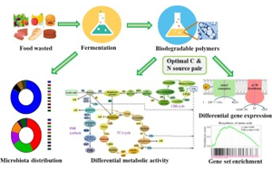 研究人員開發出將食物垃圾轉化為可生物降解塑料的方法