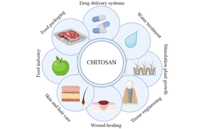 醫藥新“殼”技：聚焦殼聚糖的生物醫藥應用