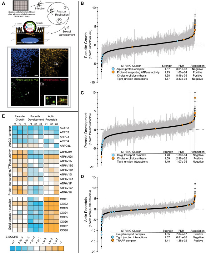 一項陣列式全基因組CRISPR-Cas9篩選揭示了微小隱孢子蟲感染多種參數所需的宿主基因依賴性 一項陣列式全基因組CRISPR-Cas9篩選揭示了微小隱孢子蟲感染多種參數所需的宿主基因依賴性