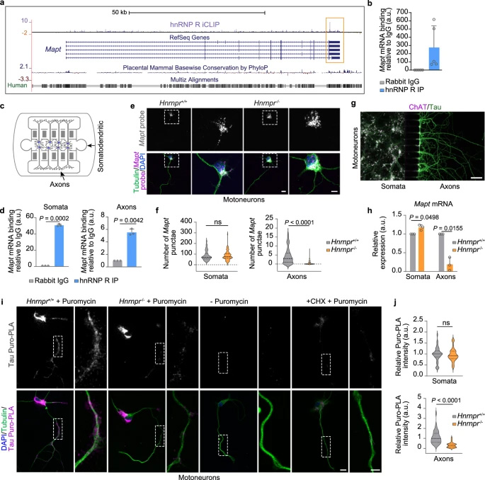 hnRNP R 調控軸突內 Mapt 水平及局部 tau 蛋白合成 hnRNP R 調控軸突內 Mapt 水平及局部 tau 蛋白合成