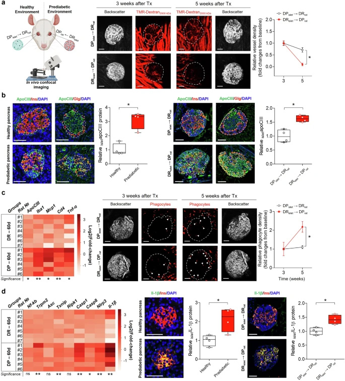 健康胰島移植至糖尿病前期環境及反向移植的效應 健康胰島移植至糖尿病前期環境及反向移植的效應
