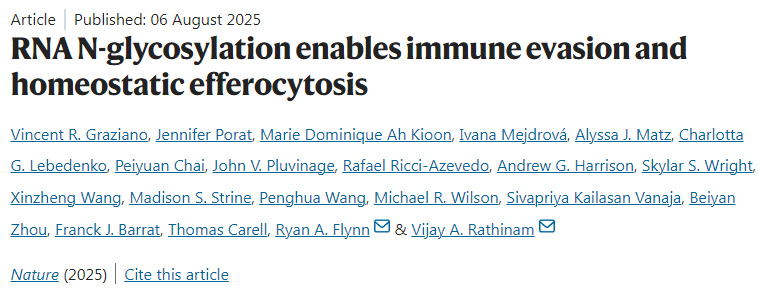 RNA N-糖基化實現(xiàn)免疫逃逸和穩(wěn)態(tài)胞葬作用