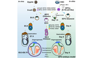 化學(xué)誘導(dǎo)胚胎祖細(xì)胞實現(xiàn)小鼠胚胎發(fā)育全周期高保真體外模型構(gòu)建