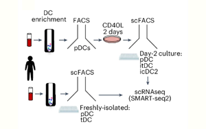 TNF與I型干擾素調(diào)控漿細(xì)胞樣樹突狀細(xì)胞命運轉(zhuǎn)換的分子機(jī)制及其在炎癥與衰老中的作用