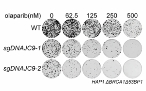 組蛋白伴侶NASP調控組蛋白周轉驅動PARP抑制劑耐藥性的機制研究