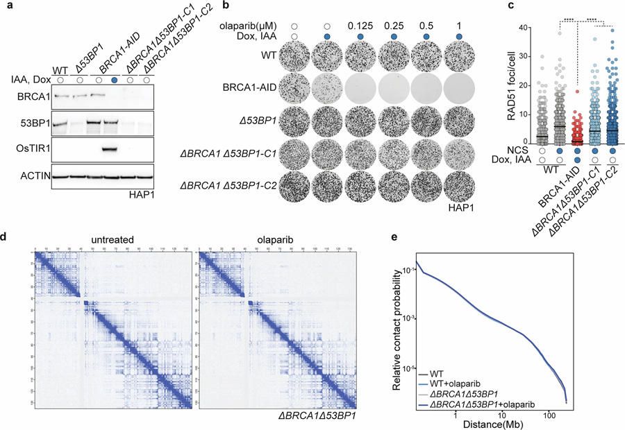 HAP1 delta-BRCA1delta-53BP1細胞具有PARP抑制劑耐藥性,且PARPi處理不改變整體染色質構象
HAP1 delta-BRCA1delta-53BP1細胞具有PARP抑制劑耐藥性,且PARPi處理不改變整體染色質構象