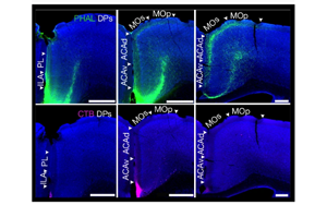 小鼠內臟運動皮層神經網絡的精細解析與功能調控機制研究
