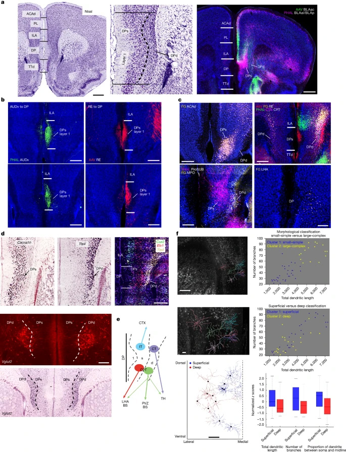 背側腳區的解剖學界定與細胞類型組織結構 背側腳區的解剖學界定與細胞類型組織結構