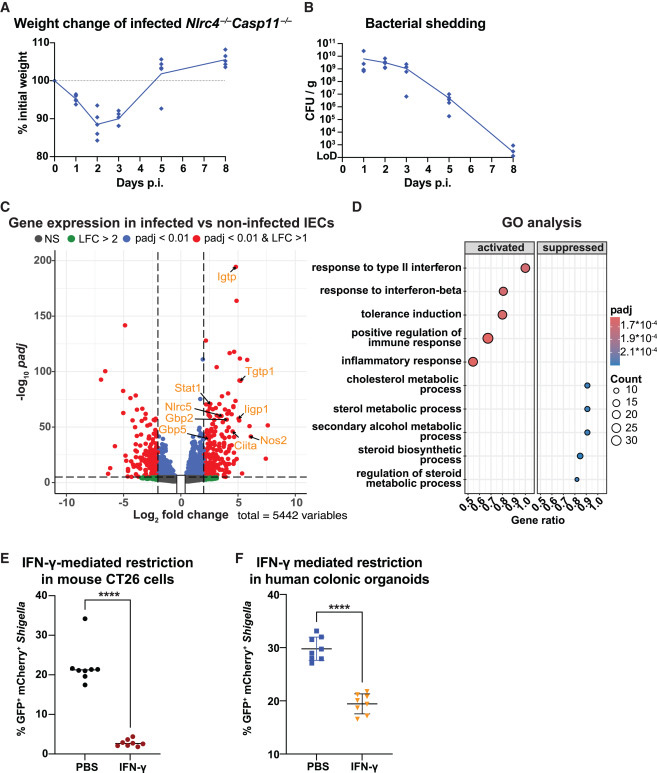 腸上皮細胞中的γ干擾素信號傳導與志賀氏菌感染的消退相關(guān)