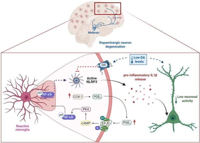 AD大腦中神經(jīng)炎癥信號(hào)傳導(dǎo)的示意圖 AD大腦中神經(jīng)炎癥信號(hào)傳導(dǎo)的示意圖