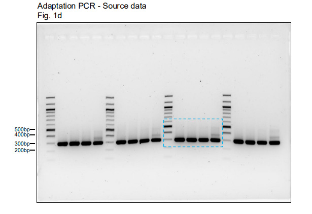 對于所有Northern和Western印跡實驗,上樣量對照與目的信號均在同一塊凝膠/膜上進行檢測。 對于所有Northern和Western印跡實驗,上樣量對照與目的信號均在同一塊凝膠/膜上進行檢測。