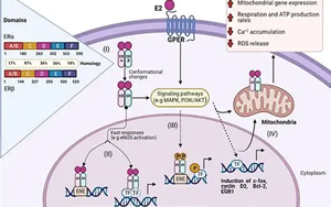 雌激素通過抑制ERα-Tau結合緩解七氟烷誘導的神經毒性：年齡與性別差異的機制研究